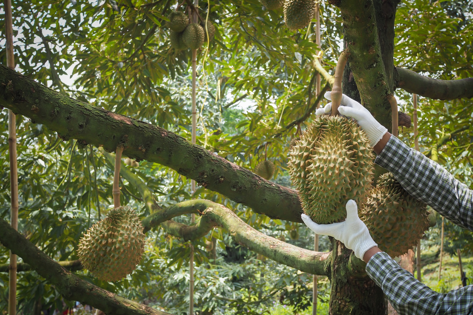 Sầu riêng xuất khẩu chính ngạch phải đạt chuẩn